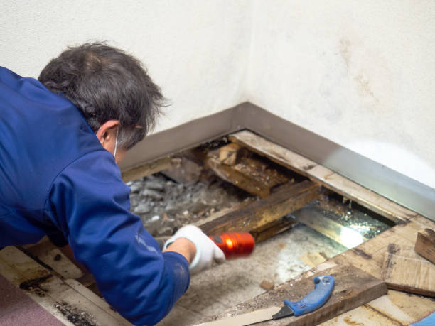 Office Mold Removal Services in Kaneohe, HI