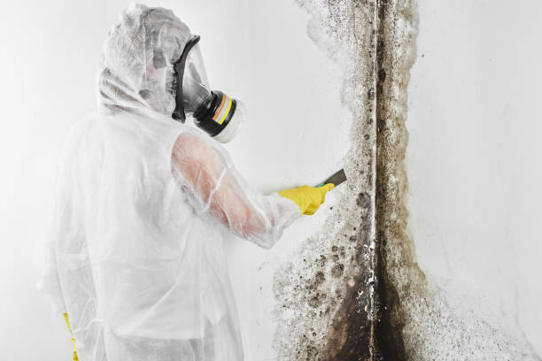 Best Attic Mold Removal  in Kaneohe, HI