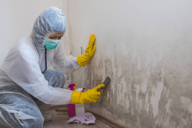 Best Commercial Mold Removal  in Kaneohe, HI