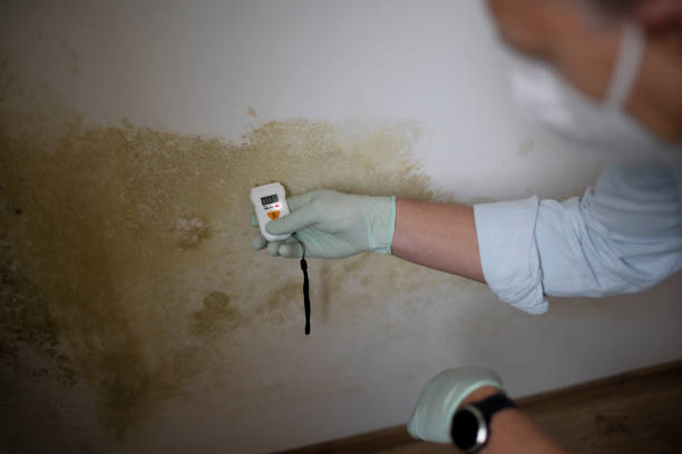 Best Mold Damage Repair  in Kaneohe, HI