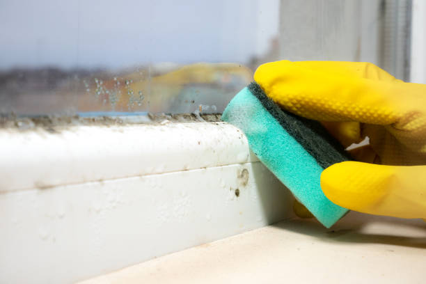 Best Certified Mold Removal  in Kaneohe, HI
