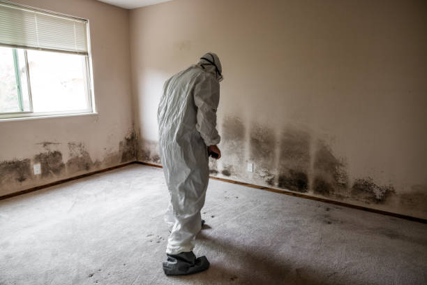 Certified Mold Removal in Kaneohe, HI