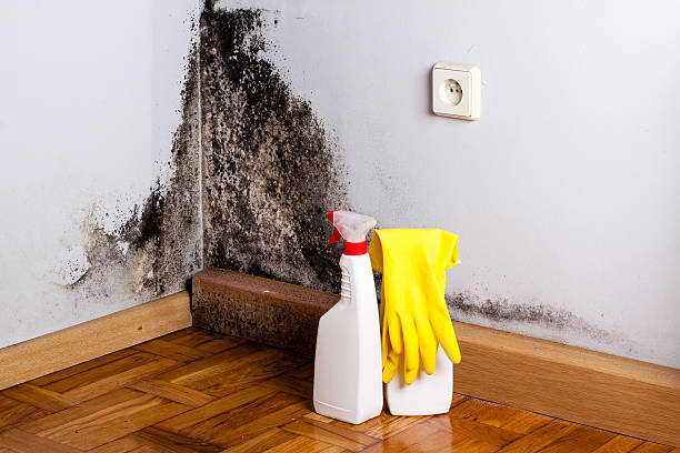 Best Fast Mold Removal  in Kaneohe, HI