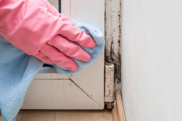 Best Residential Mold Removal  in Kaneohe, HI